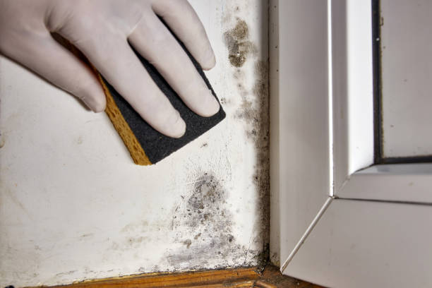 Best Residential Mold Inspection & Testing  in Highlands, TX
